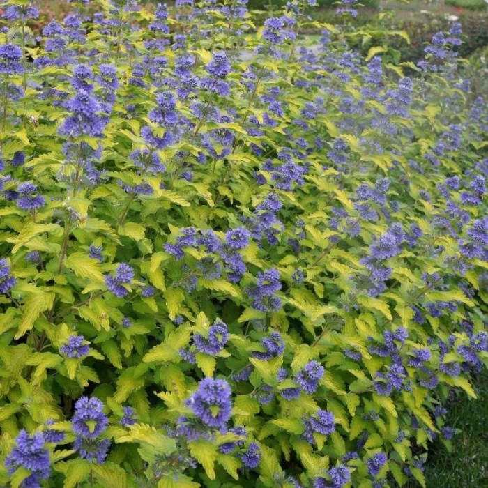 caryopteris-clandonensis-worcester-gold-BARBULA-4.jpg