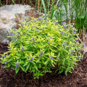 caryopteris-clandonensis-worcester-gold-BARBULA-3.jpg