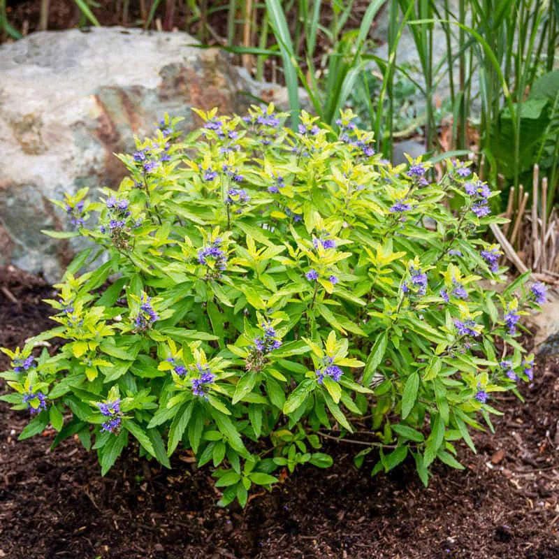 caryopteris-clandonensis-worcester-gold-BARBULA-3.jpg
