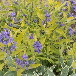 caryopteris-clandonensis-worcester-gold-BARBULA-2.jpg