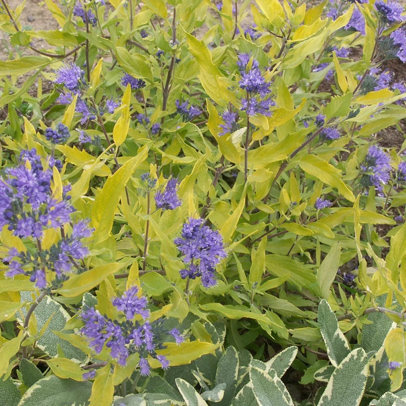 caryopteris-clandonensis-worcester-gold-BARBULA-2.jpg