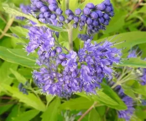 caryopteris-clandonensis-worcester-gold-BARBULA-1.jpg