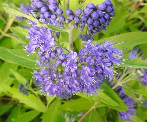 caryopteris-clandonensis-worcester-gold-BARBULA-1.jpg