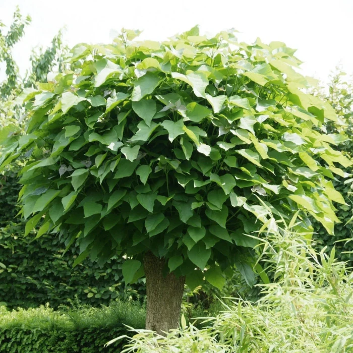 Surmia-bignoniowa-catalpa-4.jpg