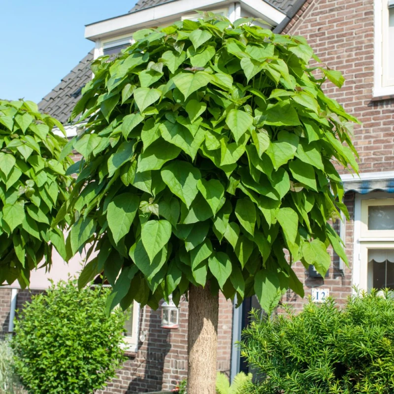 Surmia-bignoniowa-catalpa-3.png