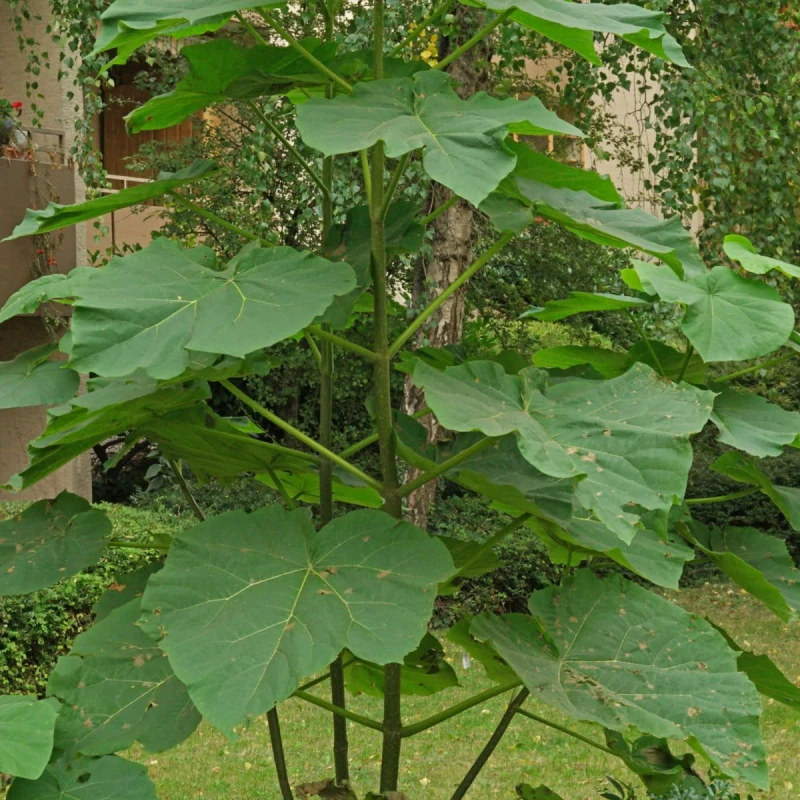 Catalpa-bignonioides-SURNIA-2.jpg