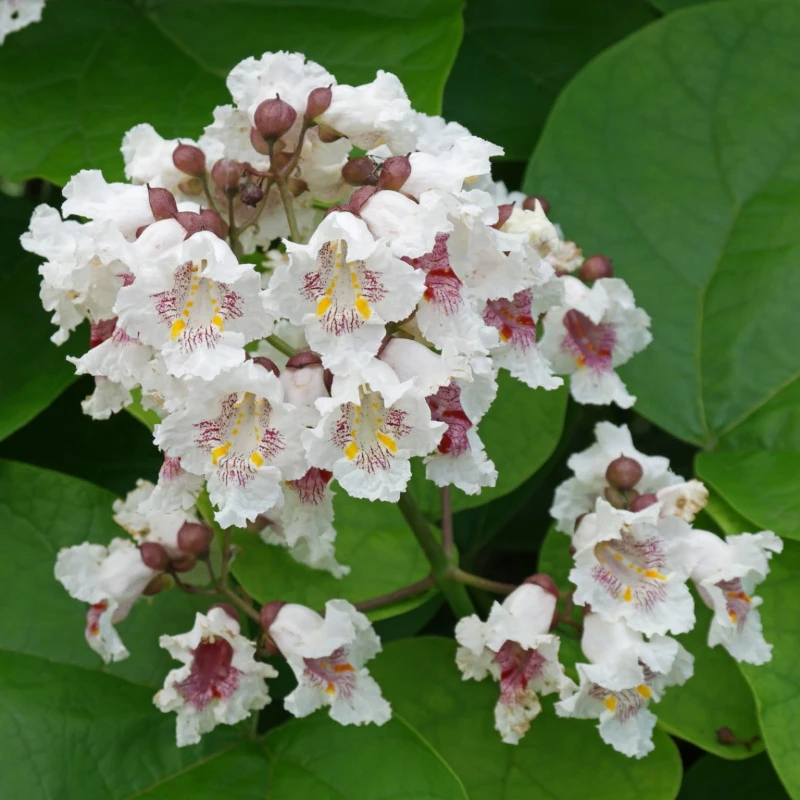 Catalpa-bignonioides-SURNIA-1.jpg