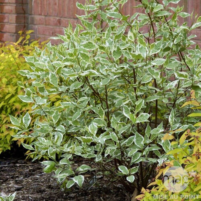 cornus-alba-elegantissima-dereń-4.jpg