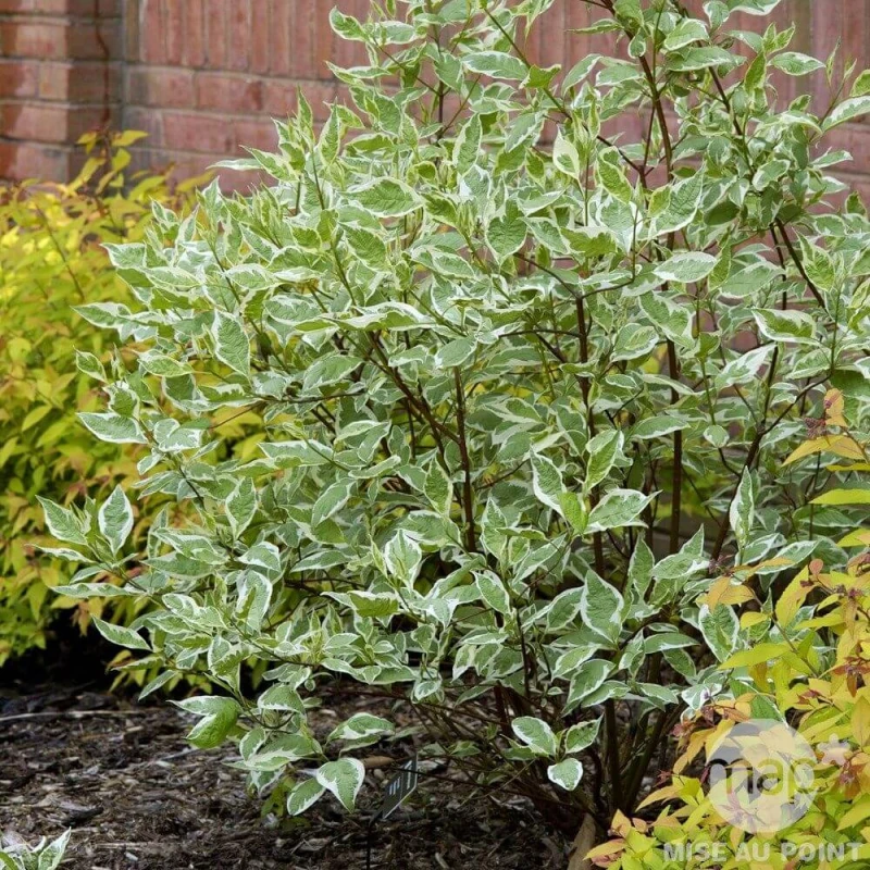 cornus-alba-elegantissima-dereń-4.jpg