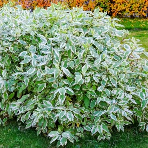 cornus-alba-elegantissima-dereń-3.jpg