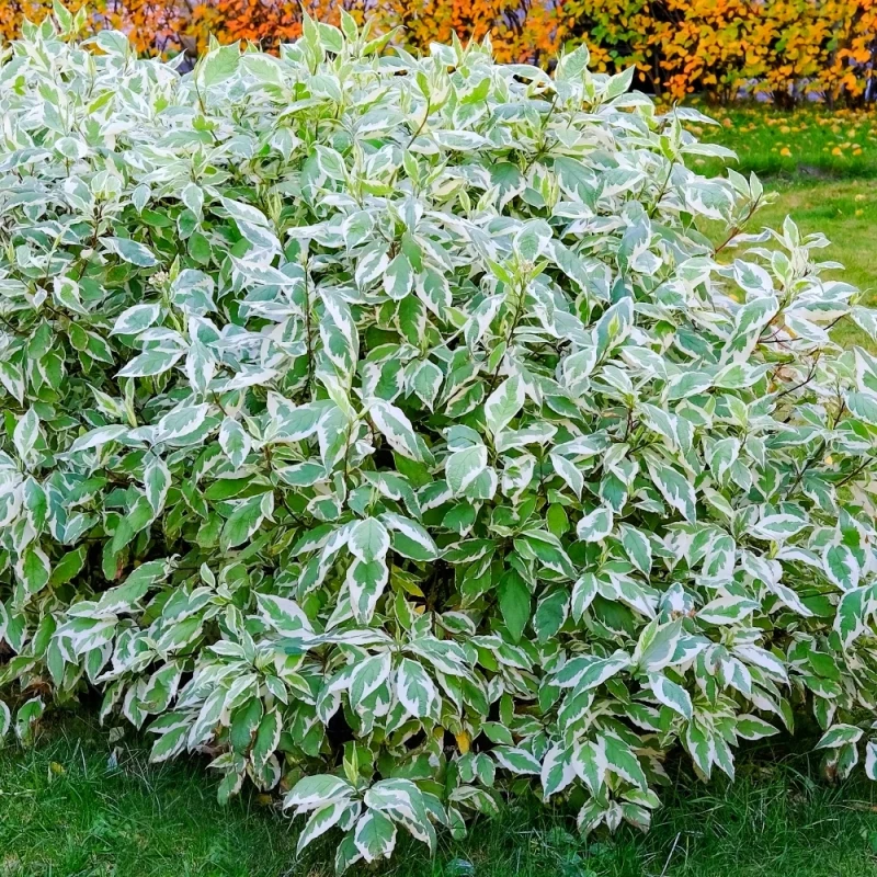 cornus-alba-elegantissima-dereń-3.jpg