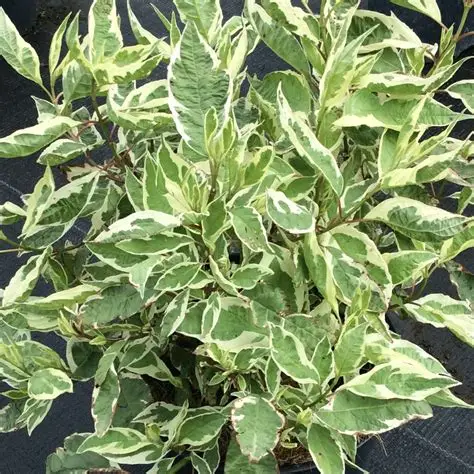 cornus-alba-elegantissima-dereń-2.jpg
