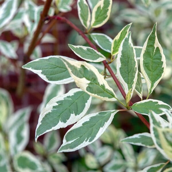 cornus-alba-elegantissima-dereń-1.jpg