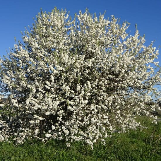 cherry-plum-prunus-cerasifera-ŚLIWA-WISNIOWA-4.jpg