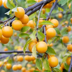 cherry-plum-prunus-cerasifera-ŚLIWA-WISNIOWA-3.jpg