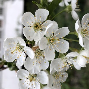 cherry-plum-prunus-cerasifera-ŚLIWA-WISNIOWA-2.jpg