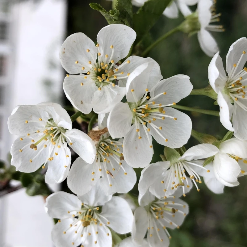 cherry-plum-prunus-cerasifera-ŚLIWA-WISNIOWA-2.jpg