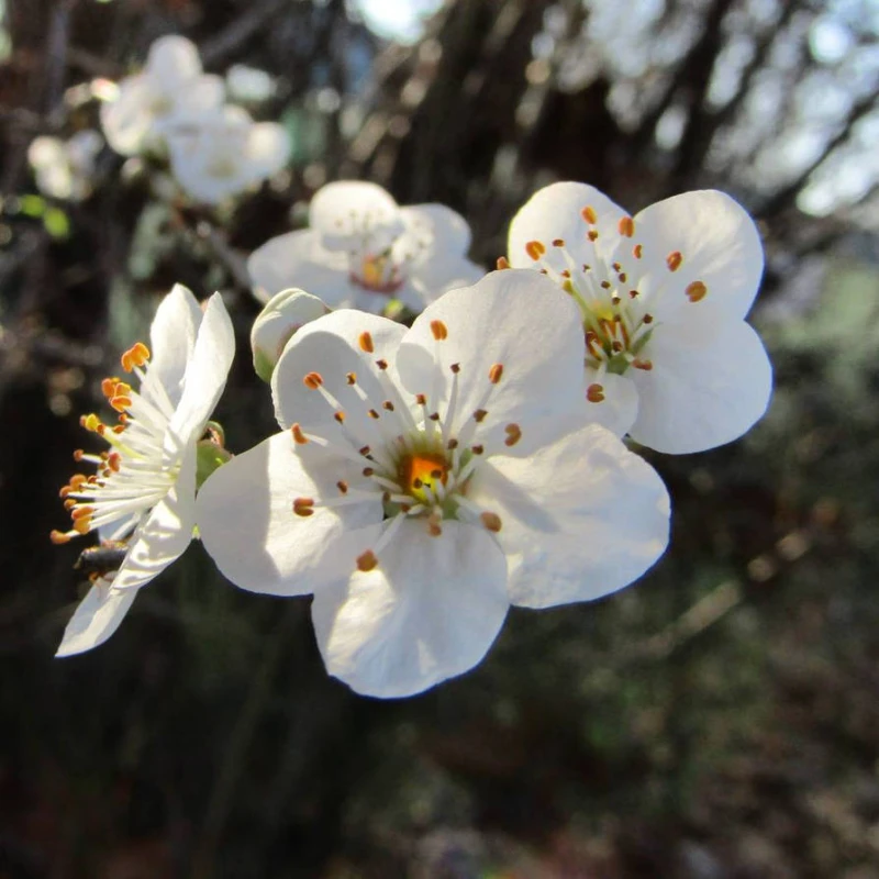cherry-plum-prunus-cerasifera-ŚLIWA-WISNIOWA-1.jpg