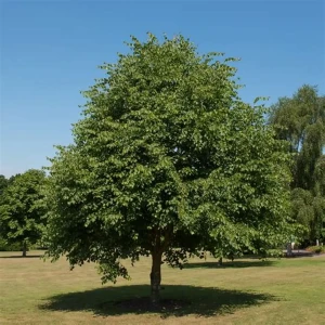 tilia-CORDATA-Lipa drobnolistna-4.jpg