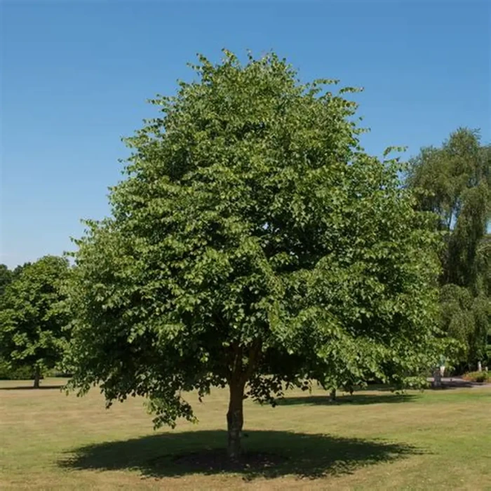 tilia-CORDATA-Lipa drobnolistna-4.jpg