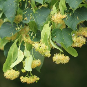 tilia-CORDATA-Lipa drobnolistna-3.jpg