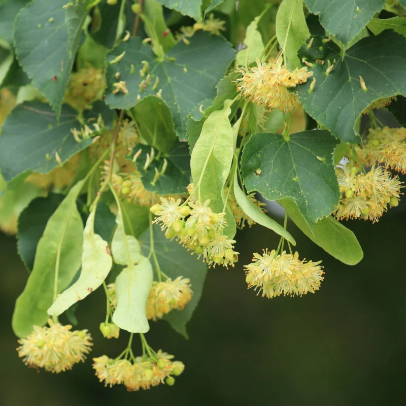tilia-CORDATA-Lipa drobnolistna-3.jpg