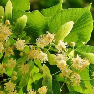 tilia-CORDATA-Lipa drobnolistna-2.jpg