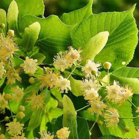 tilia-CORDATA-Lipa drobnolistna-2.jpg
