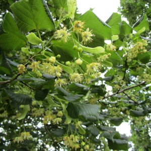 tilia-CORDATA-Lipa drobnolistna-1.jpg