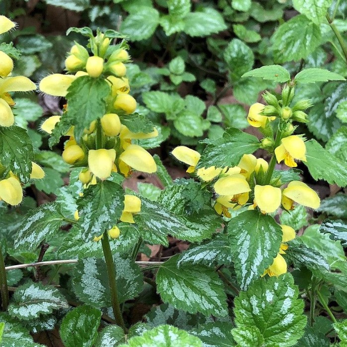 lamiastrum-galeobdolon-florentinum-GAJOWIEC-2.jpg