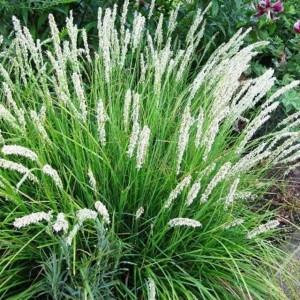 Sesleria-jesienna-Sesleria-autumnalis-1-szt-doniczka-P9.jpg