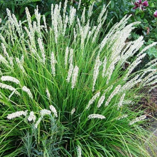Sesleria-jesienna-Sesleria-autumnalis-1-szt-doniczka-P9.jpg