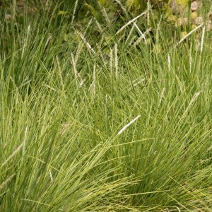 sesleria-autumnalis-jesienna-4.jpg