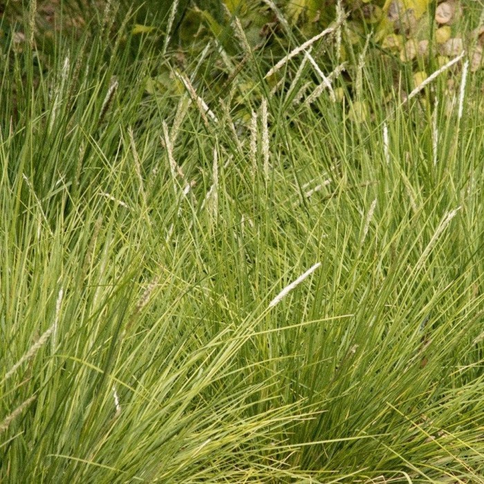 sesleria-autumnalis-jesienna-4.jpg