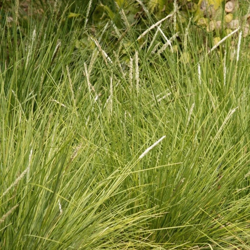 sesleria-autumnalis-jesienna-4.jpg