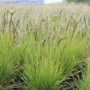 sesleria-autumnalis-jesienna-3.jpg