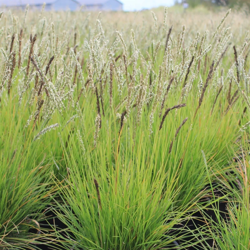 sesleria-autumnalis-jesienna-3.jpg