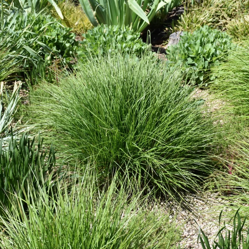 sesleria-autumnalis-jesienna-1.jpg