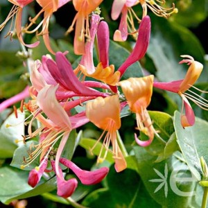 Lonicera-wiciokrzew.jpg