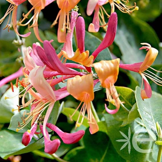 Lonicera-wiciokrzew.jpg