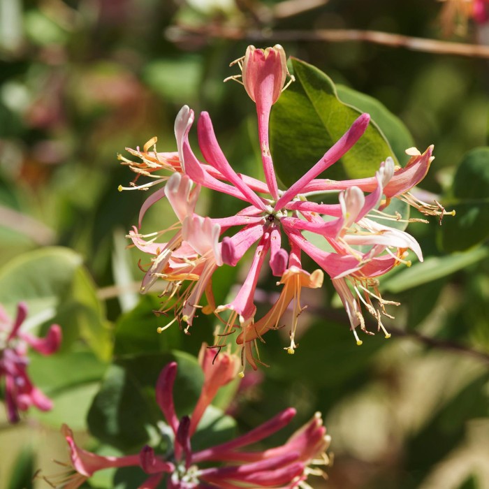 Chevrefeuille-Lonicera-x-heckrottii-copyright-19084-2.jpg