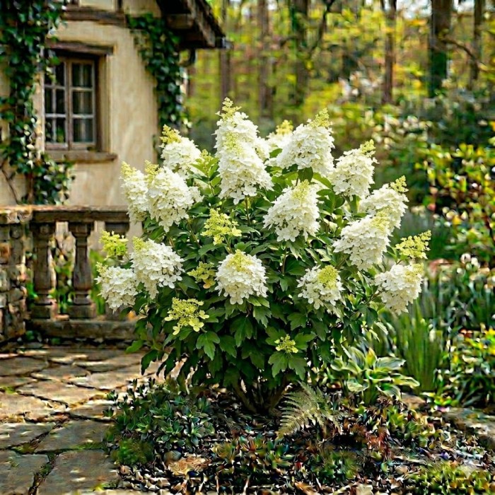 hydrangea-skyfall-4.jpg