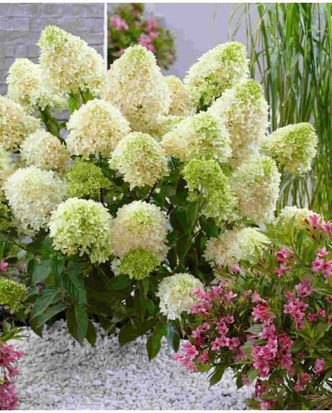 hydrangea-skyfall-3.jpg