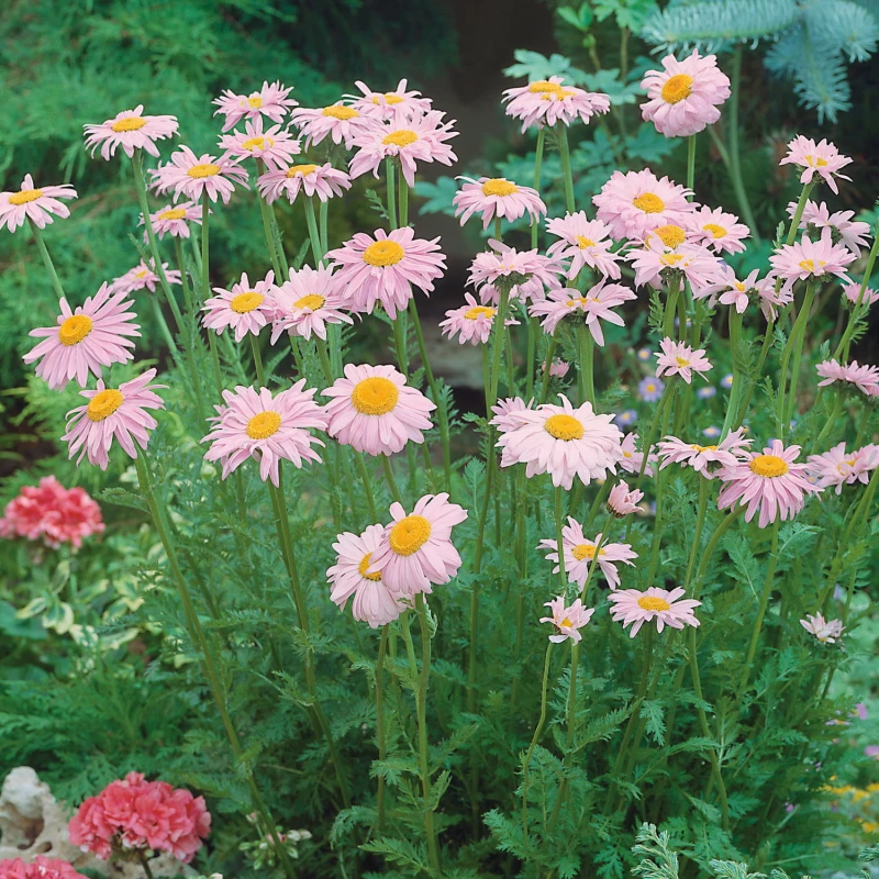 wrotycz-tanacetum-coccineum-robinson's-rose-4.jpg