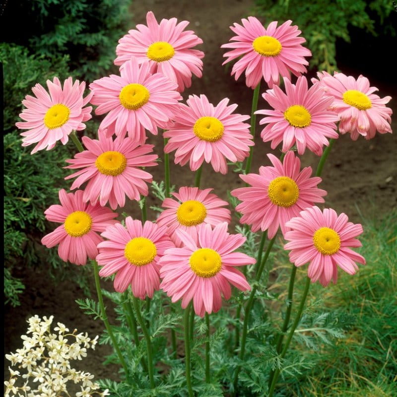 wrotycz-tanacetum-coccineum-robinson's-rose-2.jpg