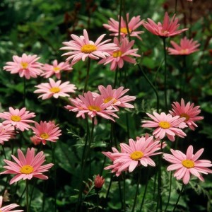 wrotycz-tanacetum-coccineum-robinson's-rose-1.jpg