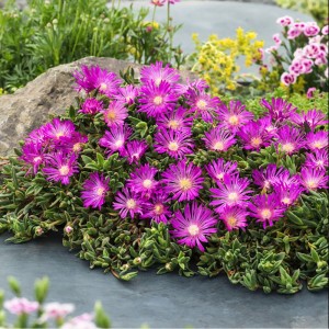 słonecznica-delosperma cooperi-5.jpg