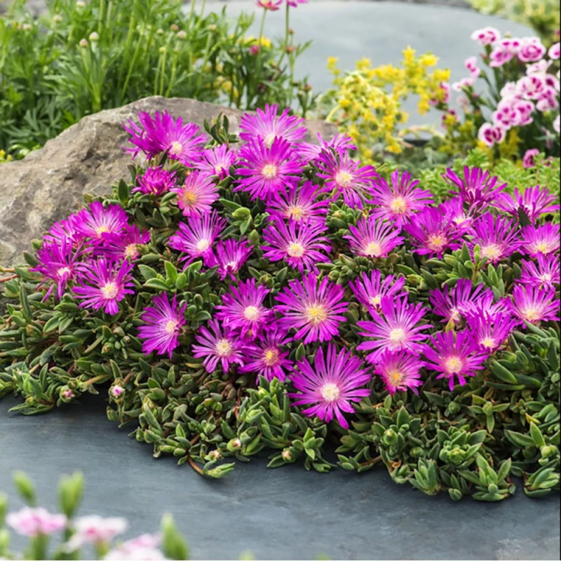 słonecznica-delosperma cooperi-5.jpg