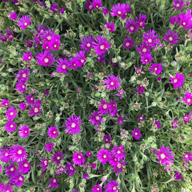 słonecznica-delosperma cooperi-3.jpg