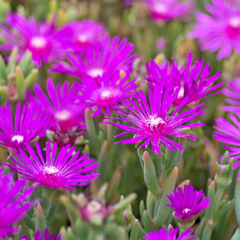 słonecznica-delosperma cooperi-2.jpg